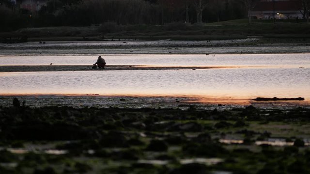 Man silhouette harvesting clams by the river and swamp at sunset lights, rio tejo - seixal
