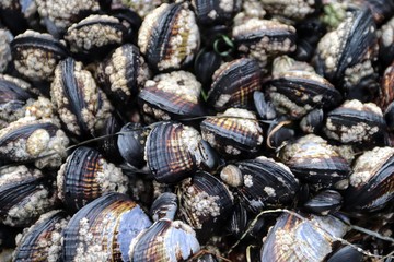 Black mussels covered in barnacles at La Jolla