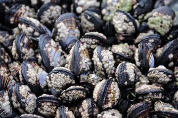 Black mussels covered in barnacles at La Jolla