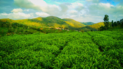 Tea Plant with mountain and sky background