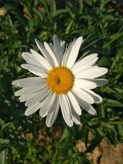 Fototapeta premium White Daisy in the garden