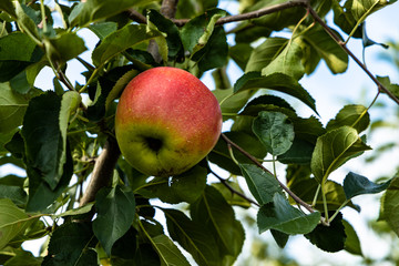 apple tree