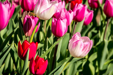 Tulips