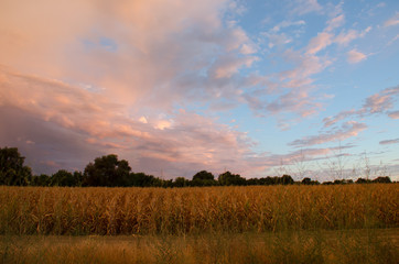 Fototapeta premium Corn field crop pink sunrise sunset farming.