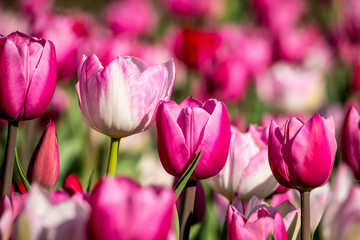 Tulips