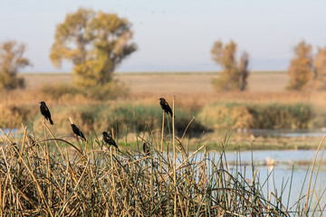 Red wing black birds perched on cattail reeds in wetlands.