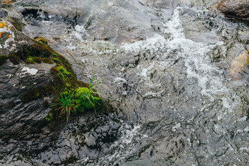 Big stones with moss and lichen in water riffle of mountain river. Powerful water stream of mountain creek. Natural textured rapid background of fast flow of mountain brook. Mossy boulders close-up.
