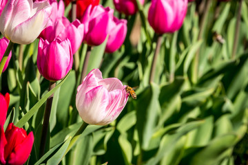 Fototapeta premium Tulips and bee