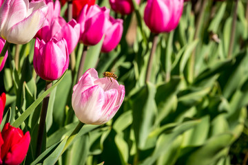 Tulips and bee