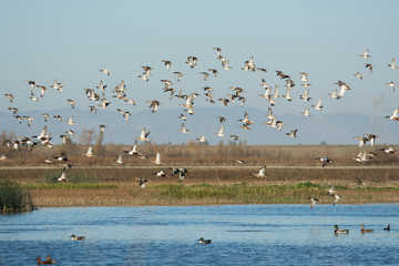 Large volume of ducks waterfowl flock taking flight wetlands.