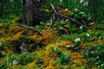 Beautiful taiga scenery with rich flora on mossy slope. Green red leaves of bergenia crassifolia among thick moss on mountainside. Atmospheric green forest landscape with fresh greenery.