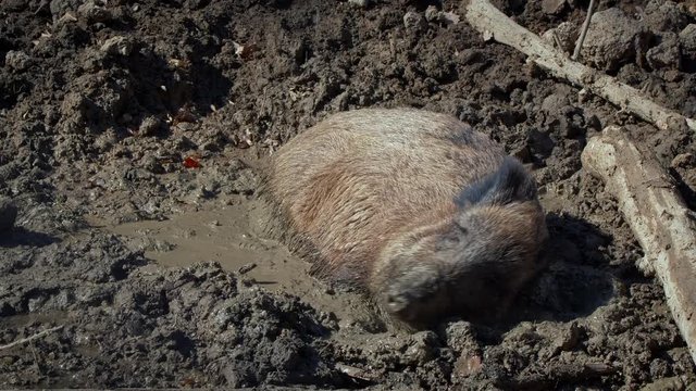 Wild boar (Sus scrofa) pig wallowing in mud