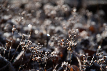 氷点下の朝の霜を纏った植物。