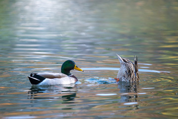 Mallard ducks swimming and feeding in duck pond .