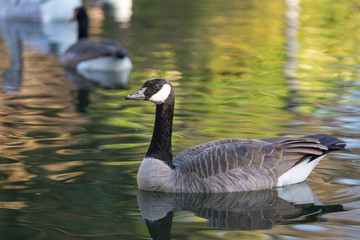 Canada goose swimming in duck pond.
