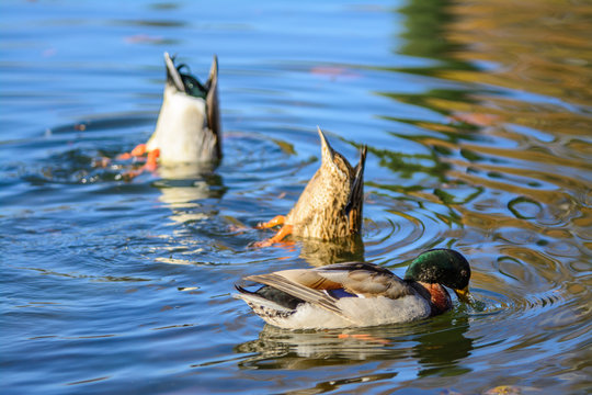 Mallard ducks swimming and feeding in duck pond .