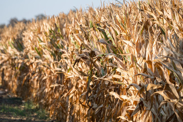 corn field crop dry ready for harvest 