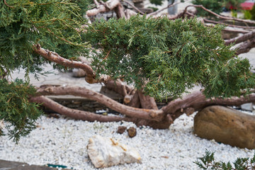 Image of thuja in landscape park.