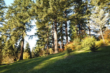 Fototapeta na wymiar Autumn Trees and Plants at Hoyt Arboretum, Portland, Oregon