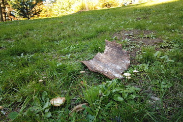 Autumn Trees and Plants at Hoyt Arboretum, Portland, Oregon