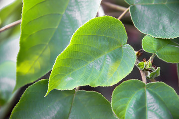 Leaves of mulberry paper