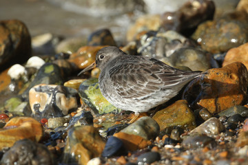A stunning Purple Sandpiper (Calidris maritima) feeding along the shoreline at the coast in the UK.	