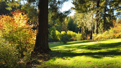 Autumn Trees and Plants at Hoyt Arboretum, Portland, Oregon