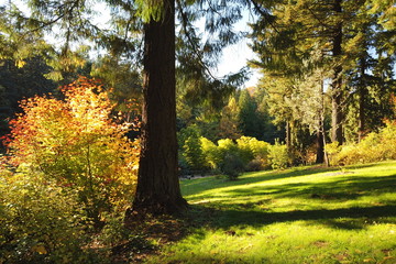 Autumn Trees and Plants at Hoyt Arboretum, Portland, Oregon