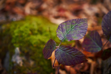 The plant in the autumn forest.