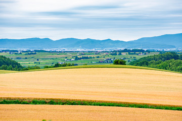 Golden Crop Filed with scenic view of Biei Town in Summer at Biei Patchwork Road, Biei Town, Hokkaido, Japan