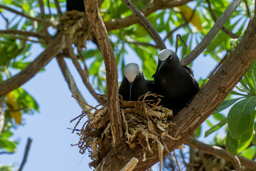 Obraz premium White capped noddy (Anous Minutus), Vogel, auf Koralle, Lady Elliott Island, Queensland, Great Barrier Reef, Australien, Ozeanien