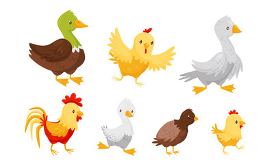 Farm Birds Collection, Poultry Chicks Breeding Duck, Rooster, Goose, Chicken Vector Illustration