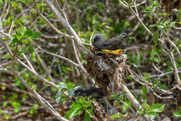 White capped noddy (Anous Minutus), Vogel, auf Koralle, Lady Elliott Island, Queensland, Great Barrier Reef, Australien, Ozeanien