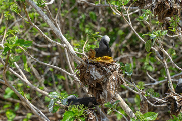 White capped noddy (Anous Minutus), Vogel, auf Koralle, Lady Elliott Island, Queensland, Great Barrier Reef, Australien, Ozeanien