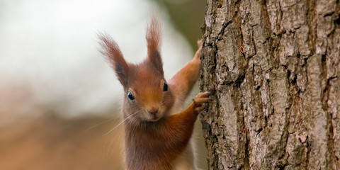 Naklejka na ściany i meble pretty red squirrel says hello in the forest