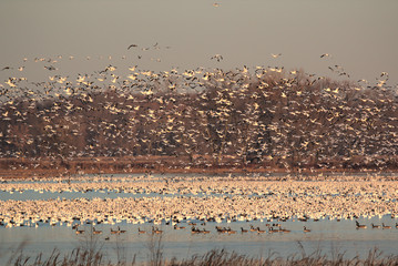 Snow Geese migration in the fall