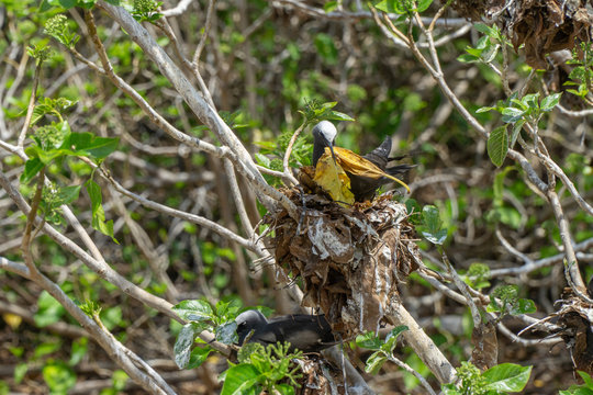 White capped noddy (Anous Minutus), Vogel, auf Koralle, Lady Elliott Island, Queensland, Great Barrier Reef, Australien, Ozeanien