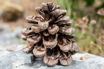 Pine tree cone isolated close up