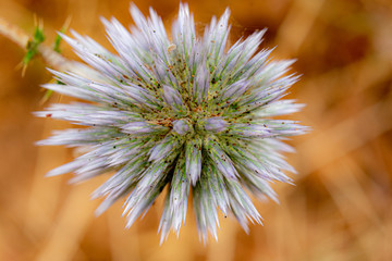 Thistle head close up