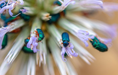 Shiny bugs on a thistle macro