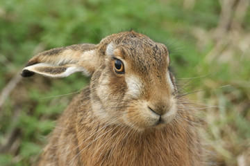A head shot of a stunning Brown Hare, Lepus europaeus, on farmland in the UK.