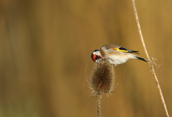  A magnificent Goldfinch, Carduelis carduelis, feeding on the seeds of a Teasel plant.