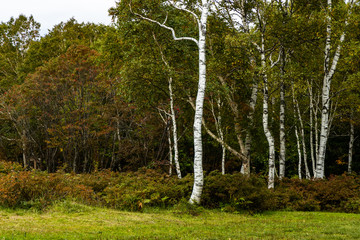 Obraz premium white birch