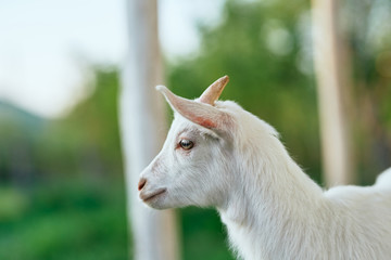 Obraz premium portrait of a goat