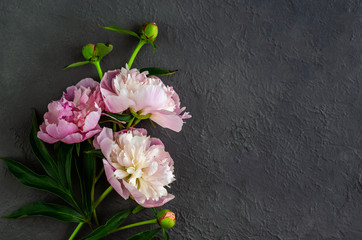 Fototapeta na wymiar Pink peony flowers on grey stone background. Womans day or wedding background. Valentine's day concept