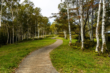 tree and path