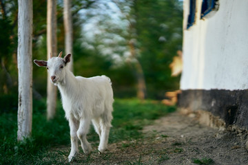 Fototapeta premium goat on the farm