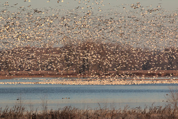 Snow Geese migration in the fall