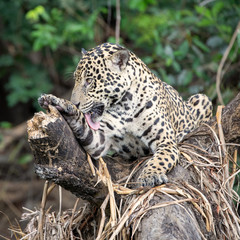 Ein liegender Jaguar bei der Fellpflege im brasilianischen Pantanal