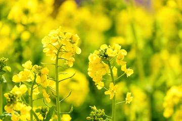 淡路島　花さじきの菜の花	